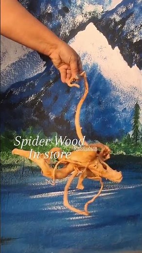 spider wood to add beauty to your aquarium #aquarium #aquascape
