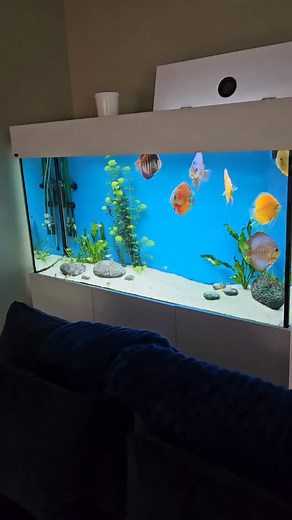2.3K views · 1.7K reactions | Its looking better in the discus aquarium. #aquarium | Discus Switch | Facebook