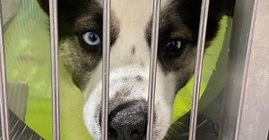 Alberta animal rescues desperate for support