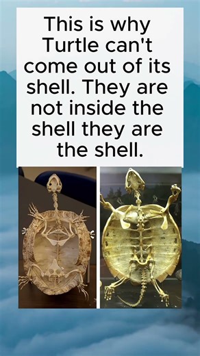 Why a Turtle Can’t Leave Its Shell