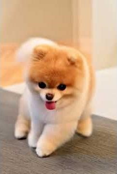 AI Dog Dancing to Music – This Is the Future of Animation 🤯