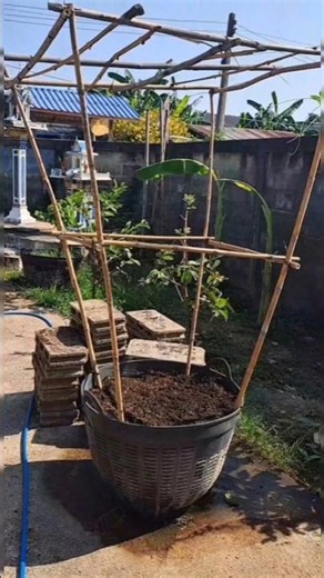 Trellis planter for climbing plants #garden #homegarden #organicgarden