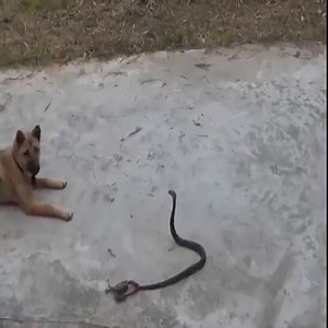 7.4K views · 47 reactions | The battle between crab and cobra | Natural Animals | Facebook