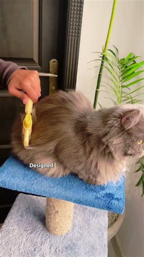 Long Head Self-Clean Pet Grooming Comb