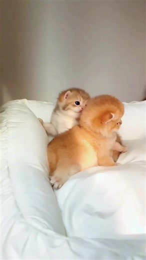 Who wants this cutie? 😻