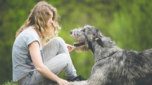 Emotionally intelligent dog breeds that form deep bonds