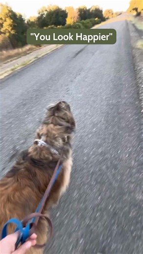 For a long time, every bark, lunge, or meltdown felt like proof that I was doing something wrong. Walks were stressful. My heart raced before we even stepped outside. I felt watched, judged, embarrassed. But the truth is — reactivity isn’t about being a “bad” dog or a “bad” trainer. It’s about a nervous system doing its best to stay safe in a world that feels unpredictable. When I started focusing less on appearances and more on understanding, everything changed. I began to see my dog — not thei