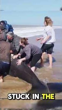 🐋 Hundreds Unite to Save a Stranded Killer Whale