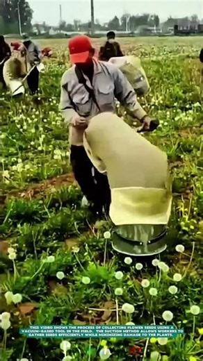 Collecting Dandelion Seeds Using a Portable Suction Harvester – Satisfying jobs and machinery