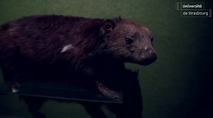 La faune australienne | Canal U