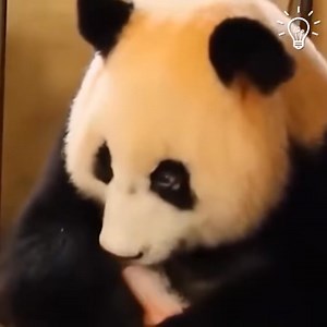 4.5K views · 85 reactions | The Remarkable Birth Experience  | Childhood cartoons | Facebook