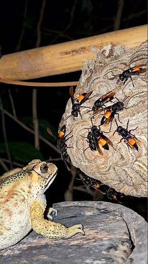 The Natural Behavior of Toads: They Eat Almost Anything-even Dangerous Hornets