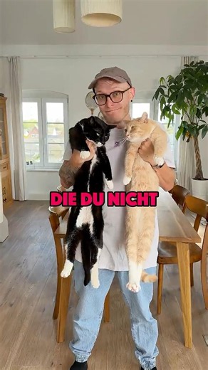 NEVER do this with cats 🤬 #comedy #cats #animals