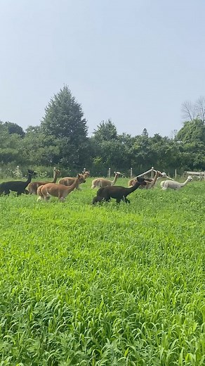 How many Alpacas can one Haute Goat employee lead at once ?! Yesterday we let the herd out to test their new pasture… we think they were pretty happy about it ! Want to get up close and personal with our Alpacas ? Check out the Toodle Tour, and the Knuffle Shuffle. More details on our website ! www.hautegoat.com 🦙 #hautegoat #hautegoatfarm #alpacafarm #alpacas #alpacaadventures #animallovers #animalexperience #goats #goatfarm #todotoronto #porthopeontario | HAUTE GOAT