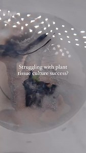 🚨 Struggling with contamination, slow growth, or browning in your tissue cultures? You’re not alone—and we’ve got the solution. 🔬 Introducing the Ultimate Tissue Culture Troubleshooting 101 Guide—your go-to resource for fixing the most common (and frustrating) tissue culture issues. Whether you’re battling persistent contamination, wondering why your cultures just won’t take off, or struggling with weak root development, this guide breaks it all down step by step. ✅ Find out what’s sabotaging 