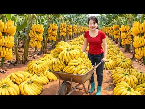 210 Days Harvest Journey – Harvesting Figs, Bananas, Pumpkins & Dragon Fruits to Sell Part 1