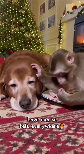 This Is How Animals Save Each Other