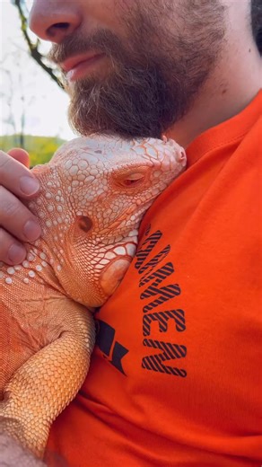 #pets #reptile #lizards #animals #Iguana #exoticpets | Dragon and Me