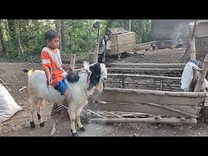 BAGIAN31 how to riding goat 11 Mei 2021