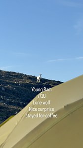 I did the young bull caribou dirty here but the guy just wouldn’t take a hint #YukonUnguided #respectforwildlife #hunting #outdoors #explore #viral #camping #wildlife | Yukon Unguided