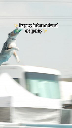 13K views · 85 reactions | It's a howl-iday  | RODEOHOUSTON | Facebook