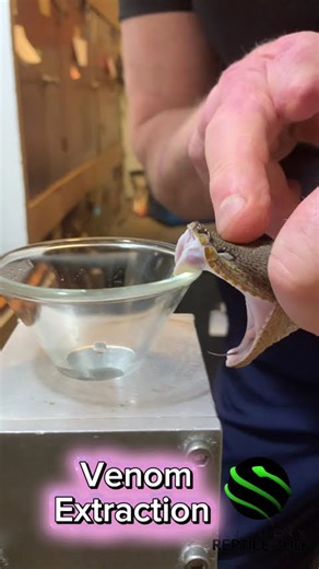 Mangrove pitviper venom extraction #venomouscreatures #reptiles #animals