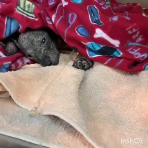 A message from @lil_baby_bat_bear on IG Exactly one year ago a little lifeless puppy was brought into the Fulton county shelter by animal control. That little fighter was me! My family and I are so greatfull for everyone who went above and beyond to get me to safety... I wanted to take a moment to recognize my guardian angel, that “nosey” neighbor who was Persistent in calling animal control to report suspicion of animal cruelty. We see a lot of posts on nextdoor app where other neighbors tell p