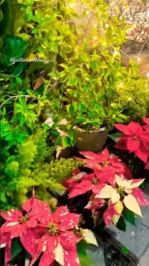 🌺 Beautiful Poinsettias – The Perfect Winter Flower!