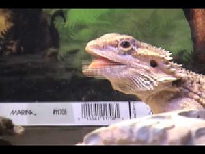 Talking Lizard