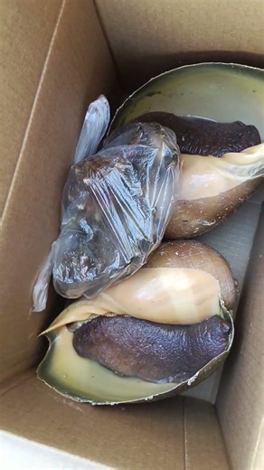 Giant shell from the sea...