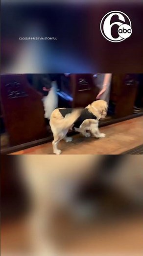 'Good boy': Golden retriever makes adorable and enthusiastic ring bearer at wedding in Liverpool