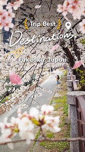 Fukuoka’s top sakura spots are in full bloom! 🌸 As one of the top spring outing destinations on Trip.Best, enjoy Maizuru Park’s castle views, Tenjin Central Park’s nighttime glow, and Ohori Park’s waterfront petals. A must-do for your April sakura hunting trip! GIVEAWAY!!! 🌸 Share your favoriate cherry blossom hunting pictures with us using #TripBestSakuraHunting and win free stay or free attraction tickets! 📅 Winner Announcing Date: We will announce the winner on Instagram Stories occasional