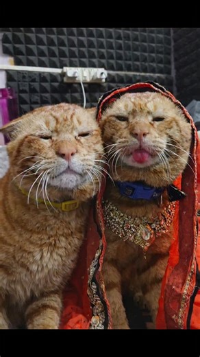 abdul malik | Matching pfp for couple friends and buddys #cute #meme #relatable #reel #viral | Instagram