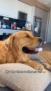 This Dog’s Acting Deserves a Movie 🎭🐶🐈 That moment when you're tough… until your enemy is a CAT 😆 Let the battle of the fluff begin! 🐾 🎥 Follow @kute_petz for more golden moments #FunnyPets #DogsAfraidOfCats #ViralPetVideo #DogBehavior #AnimalComedy #KutePetz #DogVsCat | kute_petz