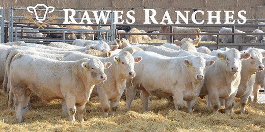 Canada's Largest Charolais Bull Sale — Rawes Ranches