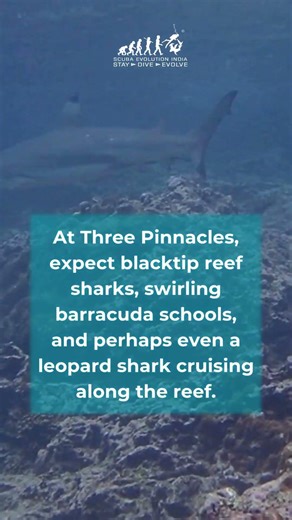 Phuket Dive Week 2026 | Explore Thailand’s Best Dive Sites | Scuba Evolution India