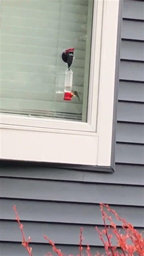 Live action hummingbird eating #nature #hummingbird #naturelovers