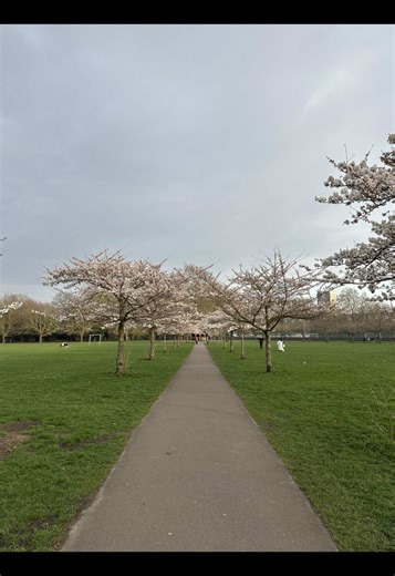 This is not a drill! Battersea Park’s blossoms are out! #blossom #batterseapark #batterseablossom #londonspring #londoninbloom