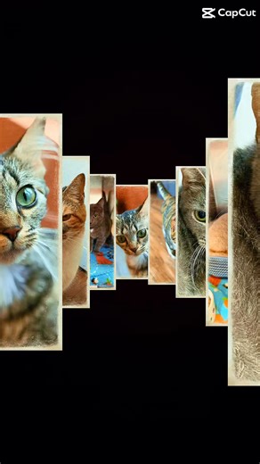 Check out all of our cute cats available for adoption tomorrow! See you at noon! #cat #kitten #seviercountyhumanesociety | Sevier County Humane Society