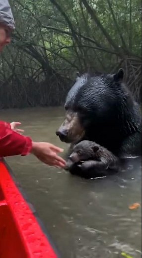 GIANT PYTHON Ambushes Mother Bear During Rescue! 😱 #rescue #animals #wildlife #viral#shorts