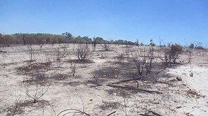 🎥 Footage from the ground. The volume of the wind in this video says it all—southeast Madagascar is burning. In just one day, over 160 fires were reported this January. Communities across Madagascar are facing the devastating impacts of a worsening climate crisis. 💡 What’s fueling this crisis, and what does it mean for the state of our current projects on the ground? 👉 Dive deeper into the story in our latest blog, "Madagascar on Fire: Climate Change, the Arsonist?" Click the link to learn mo