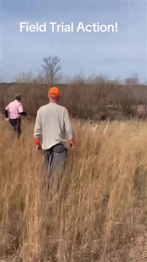 Field Trial Action! #pointer #dogcompetitions #sportingdogs #englishpointer