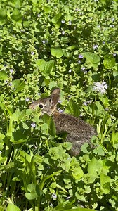 Just one of the hundreds of eastern cottontail rabbits that we have released back into the wild this year! Affectionately referred to as “bun-buns” by our staff, cottontail bunnies make up almost 1/3 of our patients at NWR, usually arriving as infants or juveniles at an age when they are weaning off milk and transitioning to solid foods. The youngest cottontails get hand fed twice daily and gradually move on to self-feeding on an herbivorous diet at about 2 weeks. Throughout the year, we see abo