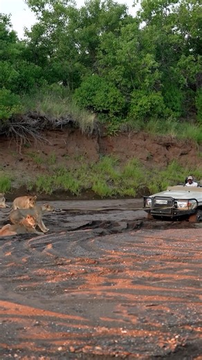 93K views · 17 reactions | POV…you opted for the premium safari break down cover 女  and words @granitelensmedia **All lions and humans were unharmed with the truck recovery** Www.africansafarimag.com #africansafari #africansafarimag #luxurysafari #africansafariconservation #africansafarimagazine #lions #lion | African Safari Mag | Facebook