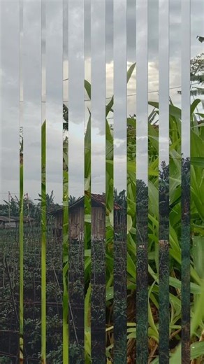 kacapi suling #pertanian #yukberdoa #kacapi