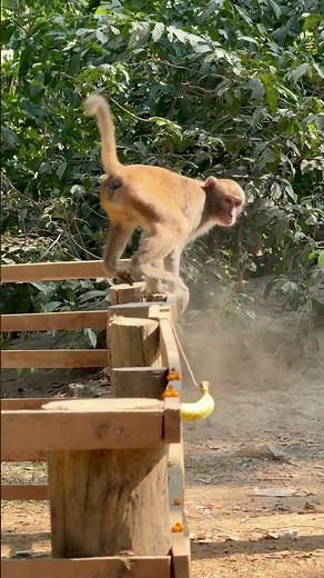 Monkey Reacts to Fake Snake – Hilarious