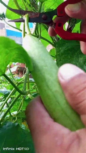 #tori#harvest#🤗🫛🥒🍆🌶️🌿💚 #gardening