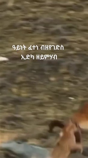 Mountain Goat Adventures in Rugged Terrain