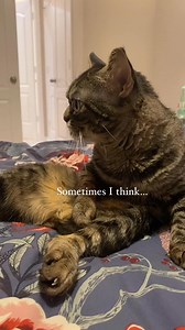 #cat #catoftheday #catsofinstagram #kitty #grumpycat | Grumpy Kitzia