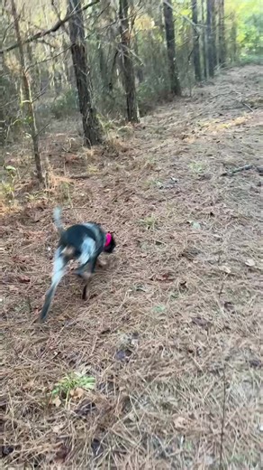 Still in training, still learning, but this is the process working the way it’s supposed to. One honest track at a time. #bluetick #coonhound #coonhoundtraining #treedogs #houndlife
